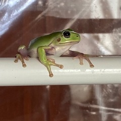 爬虫類、両生類好きな方お友達になりたいです！ − 青森県