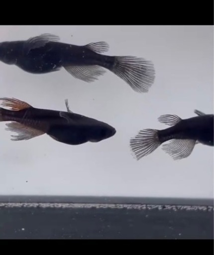 メダカ　玄兎