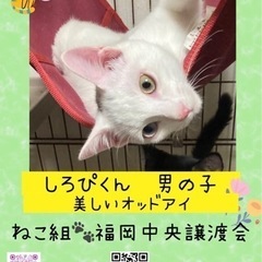オッドアイの肩乗り猫君【譲渡会参加】