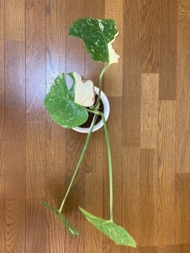 イエローモンステラ斑入り