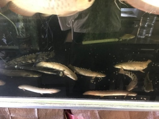 コットン様ありがとうございました