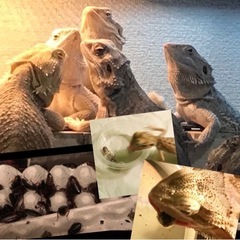 【デュビア L 30匹】爬虫類の餌 虫エサ