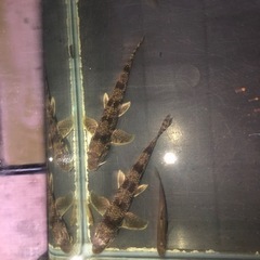 カマツカ【3匹】