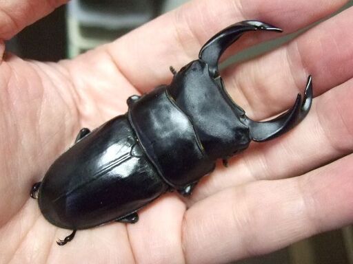 佐賀県産オオクワガタ ♂78ミリ ♀51ミリ ペア