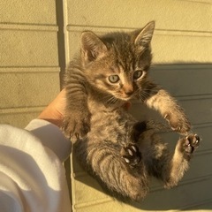 野良子猫  三毛猫  里親募集中！