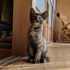 甘噛みがやさしく甘えん坊な子猫（猫エイズ、白血病ともに陰性）
