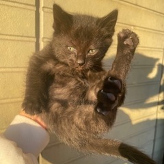 黒子猫  元気いっぱい里親募集！