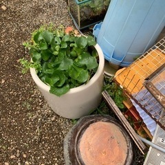 商談中です。　植木鉢カバーと水槽