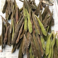 ★ 無料 ★ 大岡山 ★ フジの種 ★の画像