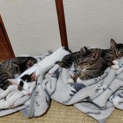 子猫用のゲージ譲ってください。