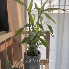 【お話中です】ミリオンバンブー😊鉢付きです😊
