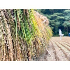 ＊＊稲藁15束＊＊の画像