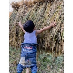 ＊＊稲藁15束＊＊の画像