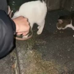 若い親子猫 緊急里親募集です 5ヶ月位雄 1歳位雌