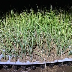 玉ねぎ苗まだあります。の画像