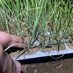 玉ねぎ苗まだあります。の画像
