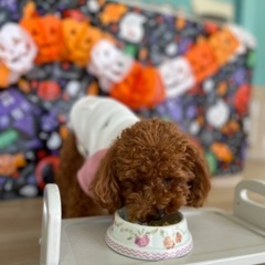 犬のお預かりの画像