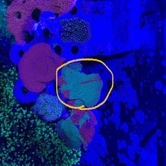 １.グラフテッドモンティポラ　graphtedmontipora...