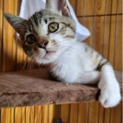 里親募集 6ヶ月くらい♂