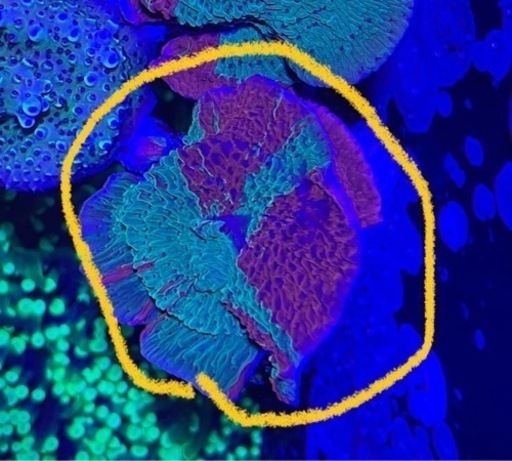 ３.グラフテッドモンティポラ　graphtedmontipora（フラグ）