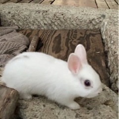 子うさぎ　話し合い中