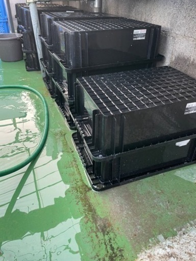 NV-BOX22 オーバーフロー加工済み　メダカ容器26個‼️オマケ多数。