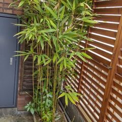 笹竹鉢植え さしあげます