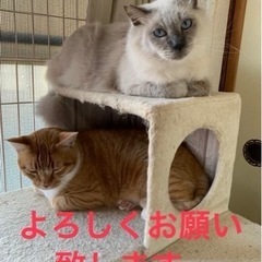 壁紙を譲って下さい