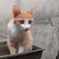 姉妹の捨て猫ちゃんです(=^・^=)　代理