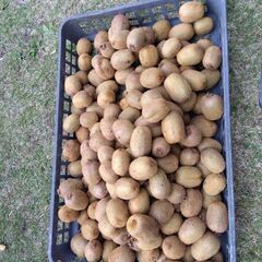 グリーンキウイフルーツ加工用（小粒）1kg  未追熟 11月いっ...