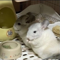 チンチラ