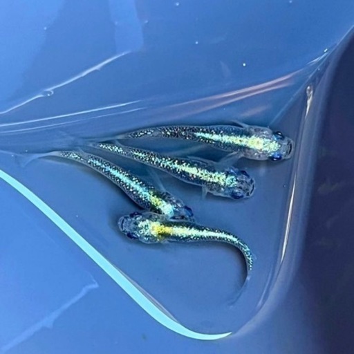 サボラメブルー　種親候補　2ペア　めだか