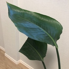 観葉植物　オーガスタの画像