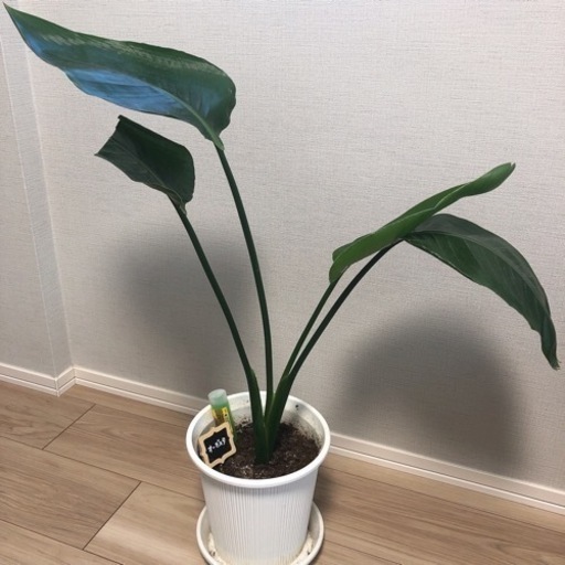 観葉植物　オーガスタ
