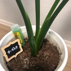 観葉植物　オーガスタの画像