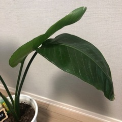 観葉植物　オーガスタの画像