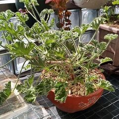 ☆蚊連草（センテッドゼラニウム） 手頃な大きさに育ちました。の画像