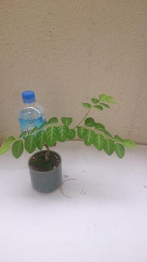 盆栽風