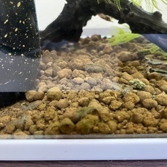 ミナミヌマエビ