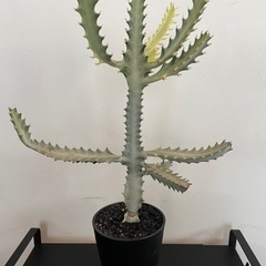 【希少品】観葉植物ユーフォルビア”ホワイトゴースト”