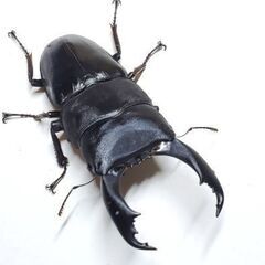 テイオウヒラタクワガタ　幼虫４頭　①の画像