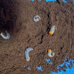 テイオウヒラタクワガタ　幼虫４頭　①の画像
