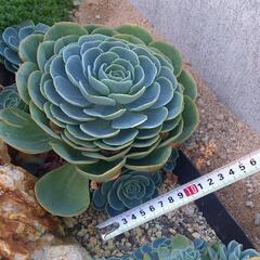 多肉植物【七福神】１つ