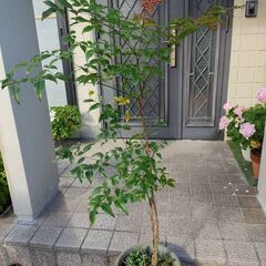 鉢植え★盆栽★赤南天①★140cmの画像