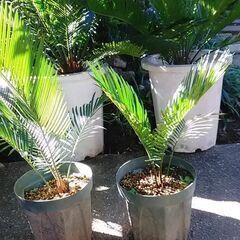 ソテツ・蘇鉄①