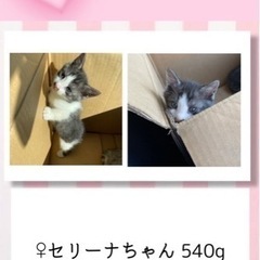 子猫⭐︎ハチワレセリーナちゃん