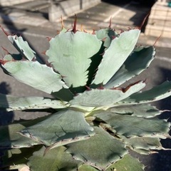 【お取引中⠀】アガベ 吉祥冠 抜き苗の画像