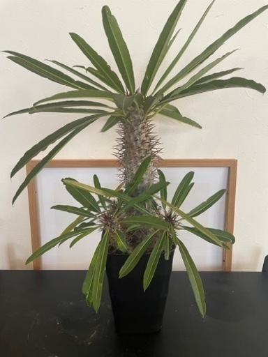 【希少品】塊根植物・観葉植物”パキポディウム ラメリー”