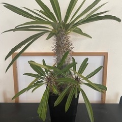 【希少品】塊根植物・観葉植物”パキポディウム ラメリー”
