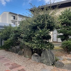木の剪定をしていただける方探してます。